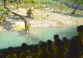 Un grupo de niños visita al tigre del parque.