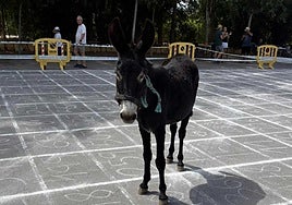 Protagonista de la célebre fiesta 'Cagà de la burra' de Benidorm.