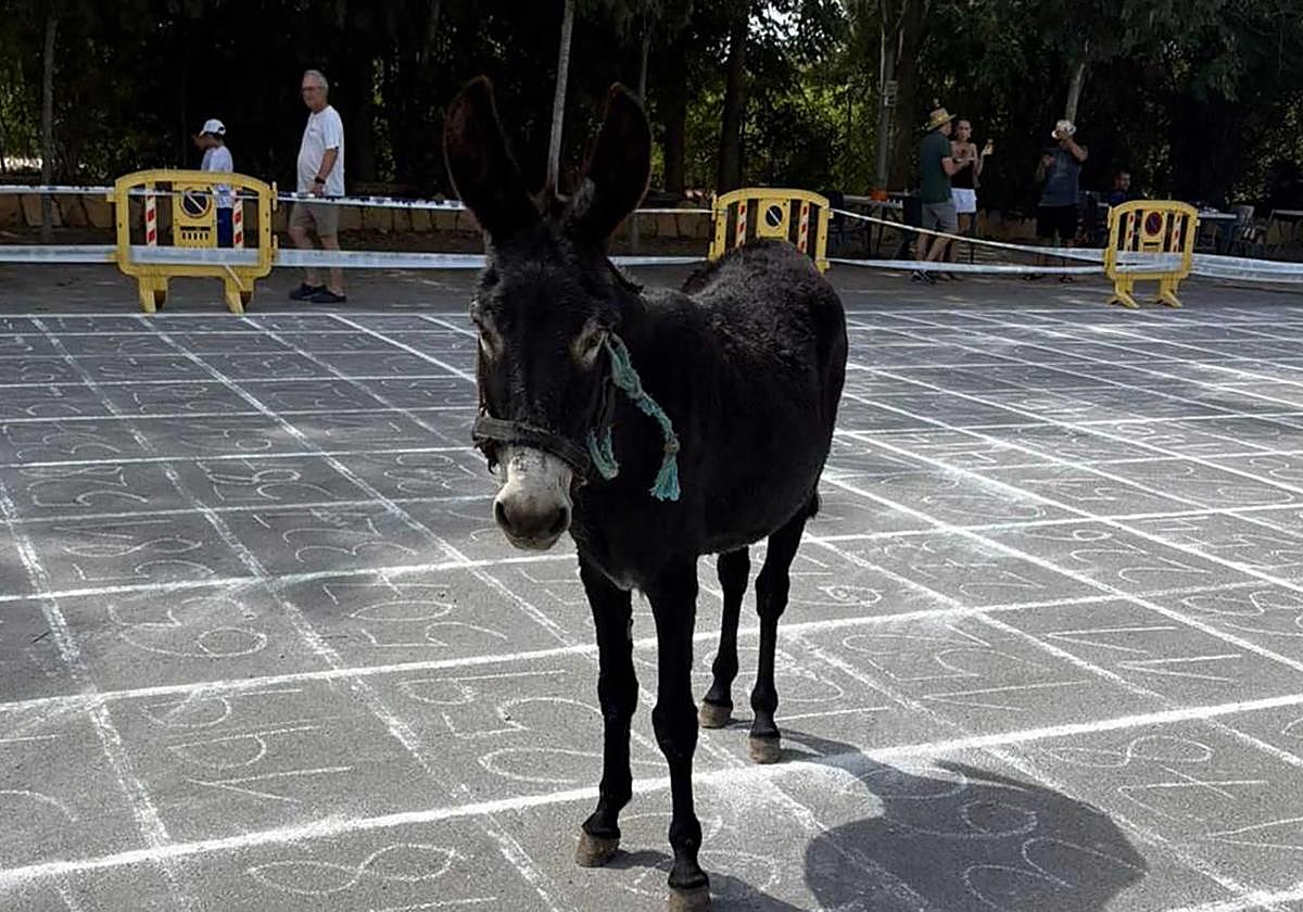 Protagonista de la célebre fiesta 'Cagà de la burra' de Benidorm.