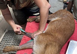 Administración de anestesia a un dhole.