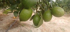 Limón en una finca de Alicante.