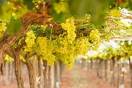Uvas en un viñedo de Alicante.