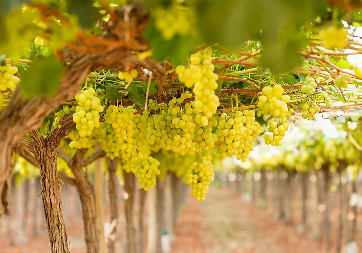 Uvas en un viñedo de Alicante.