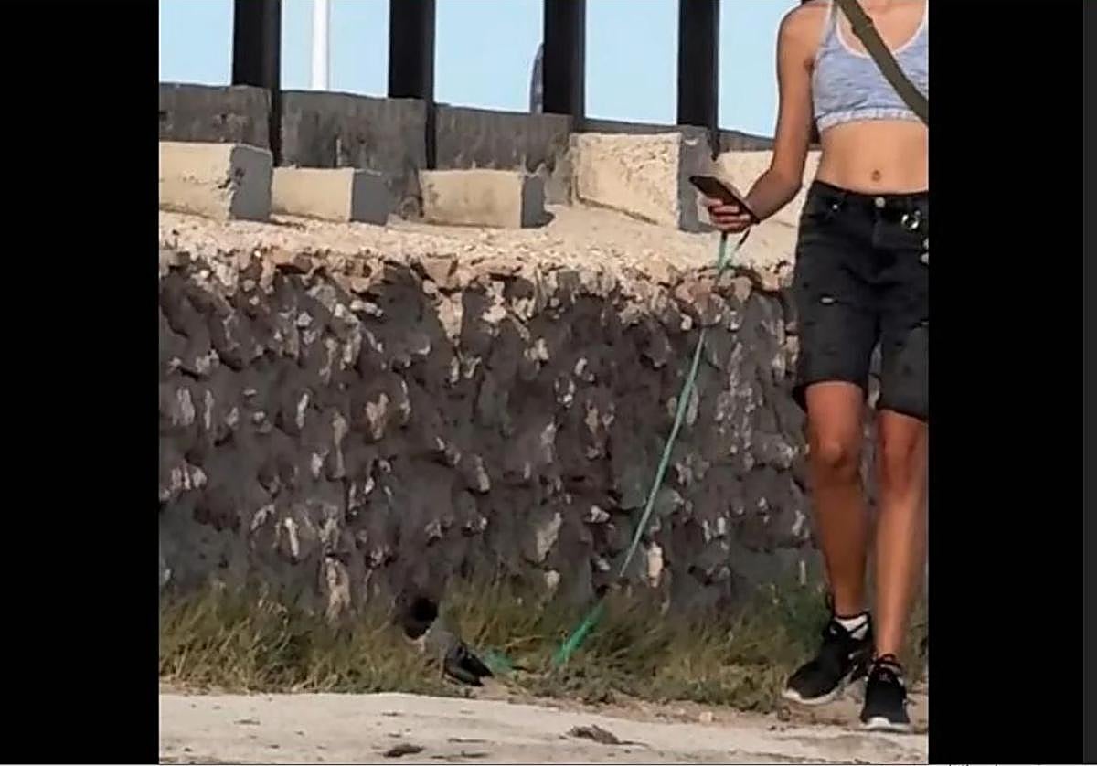 El insólito vídeo de una joven paseando una paloma en Torrevieja que se ha vuelto viral.