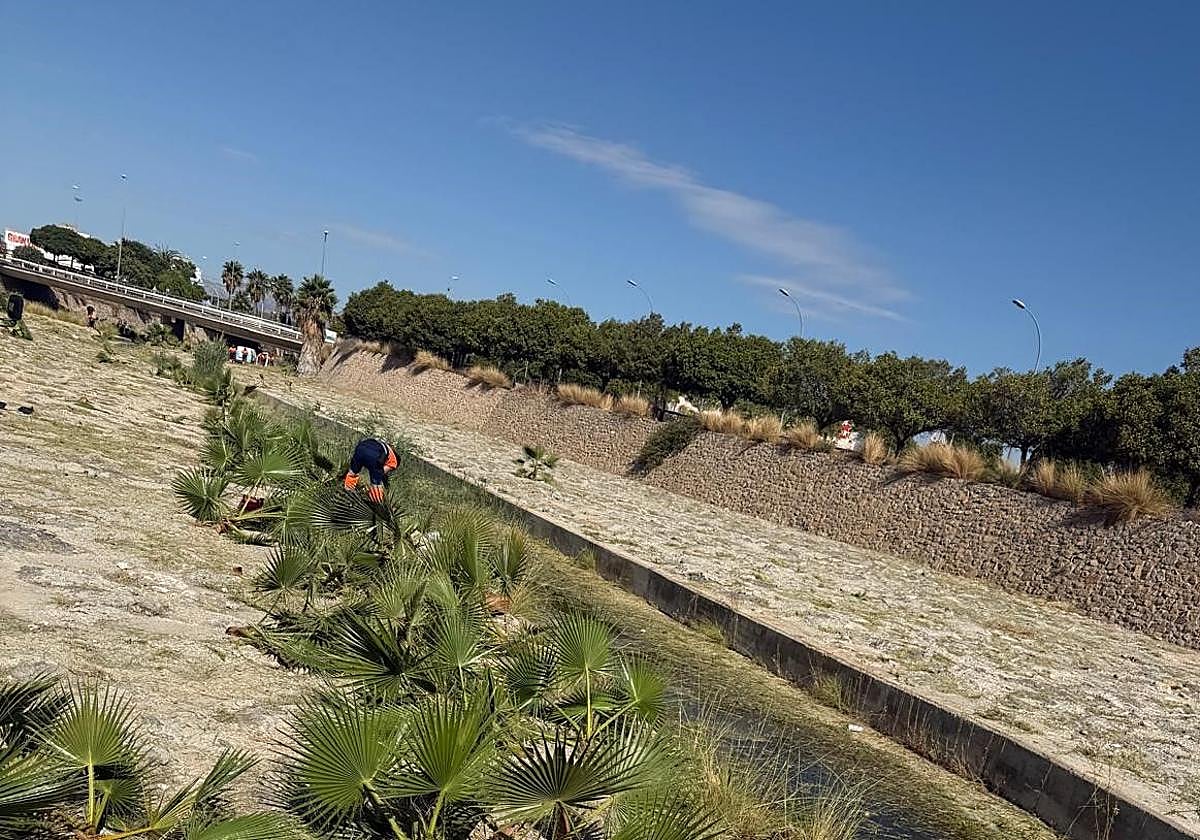 Limpieza del barranco del Juncaret.