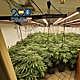 Imagen principal - La Policía desmantela en el Vinalopó una organización dedicada al cultivo de marihuana 'prémium'