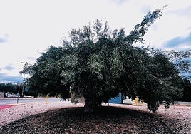 Uno de los olivos plantados en zonas públicas de Finestrat