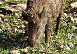 Los jabalíes son animales sociales que suelen convivir en sistemas matriarcales.