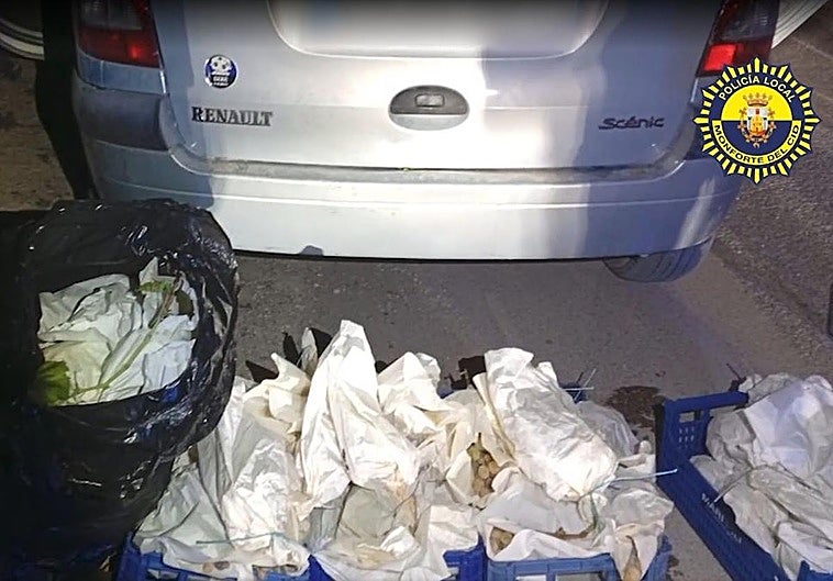 Uva embolsada recuperada.