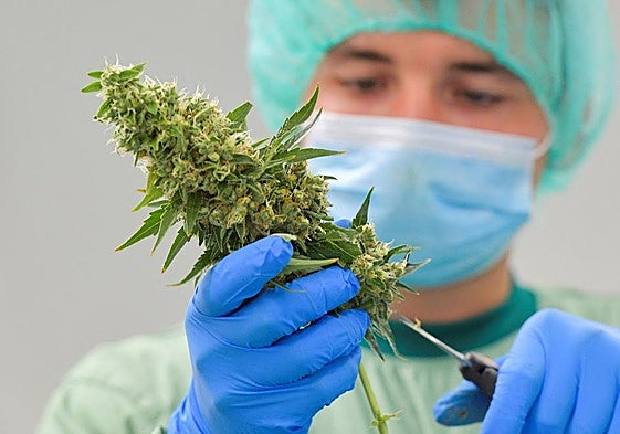 Manipulación de cannabis para uso medicinal.