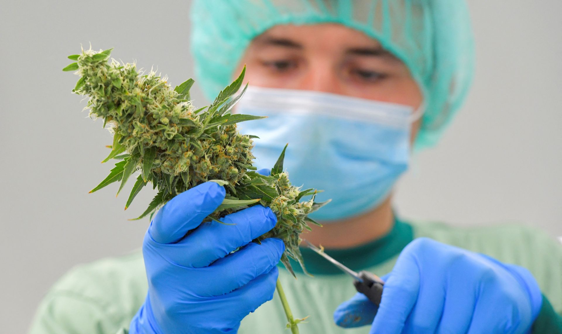 Manipulación de cannabis para uso medicinal.