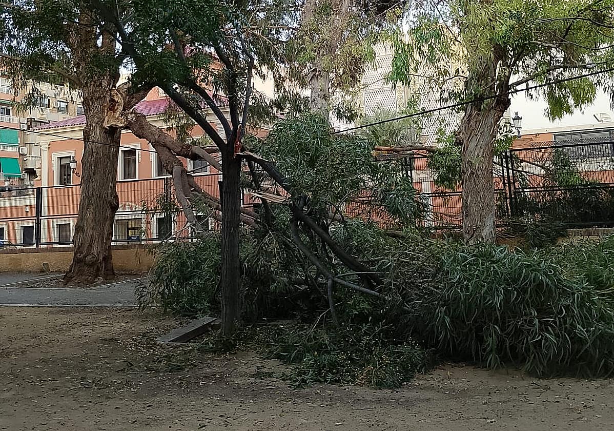 Rama caída en la plaza de Benalúa.