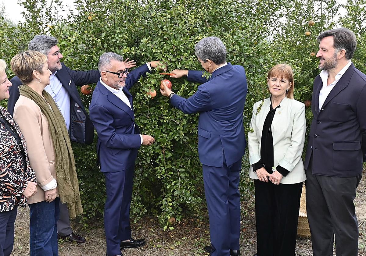 Corte simbólico de la campaña de la DOP granada mollar de Elche.
