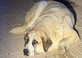 Uno de los dos mastines hallados de madrugada en las calles de Petrer.