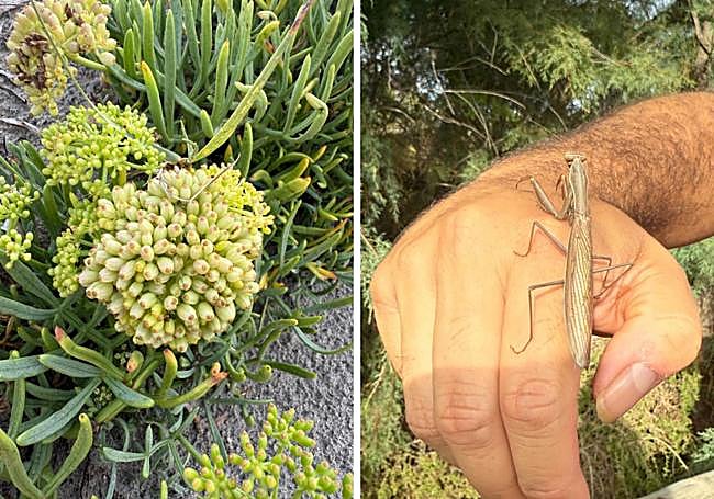 Especies terrestres en el entorno del Cabo de Santa Pola.