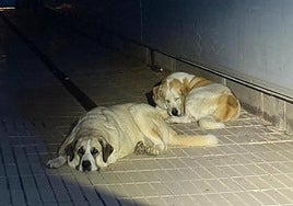 Los dos mastines hallados de madrugada en las calles de Petrer.