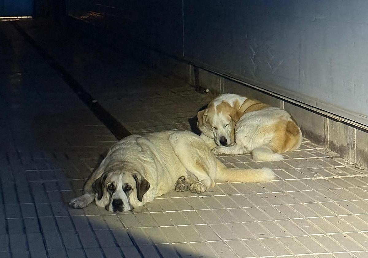 Imagen principal - Dos perros gigantes sueltos aparecen al borde de la autovía de un municipio de Alicante