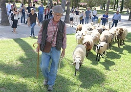 De la Cañada Real al aula magna: las ovejas toman la Universidad de Alicante por la ruta de la trashumancia