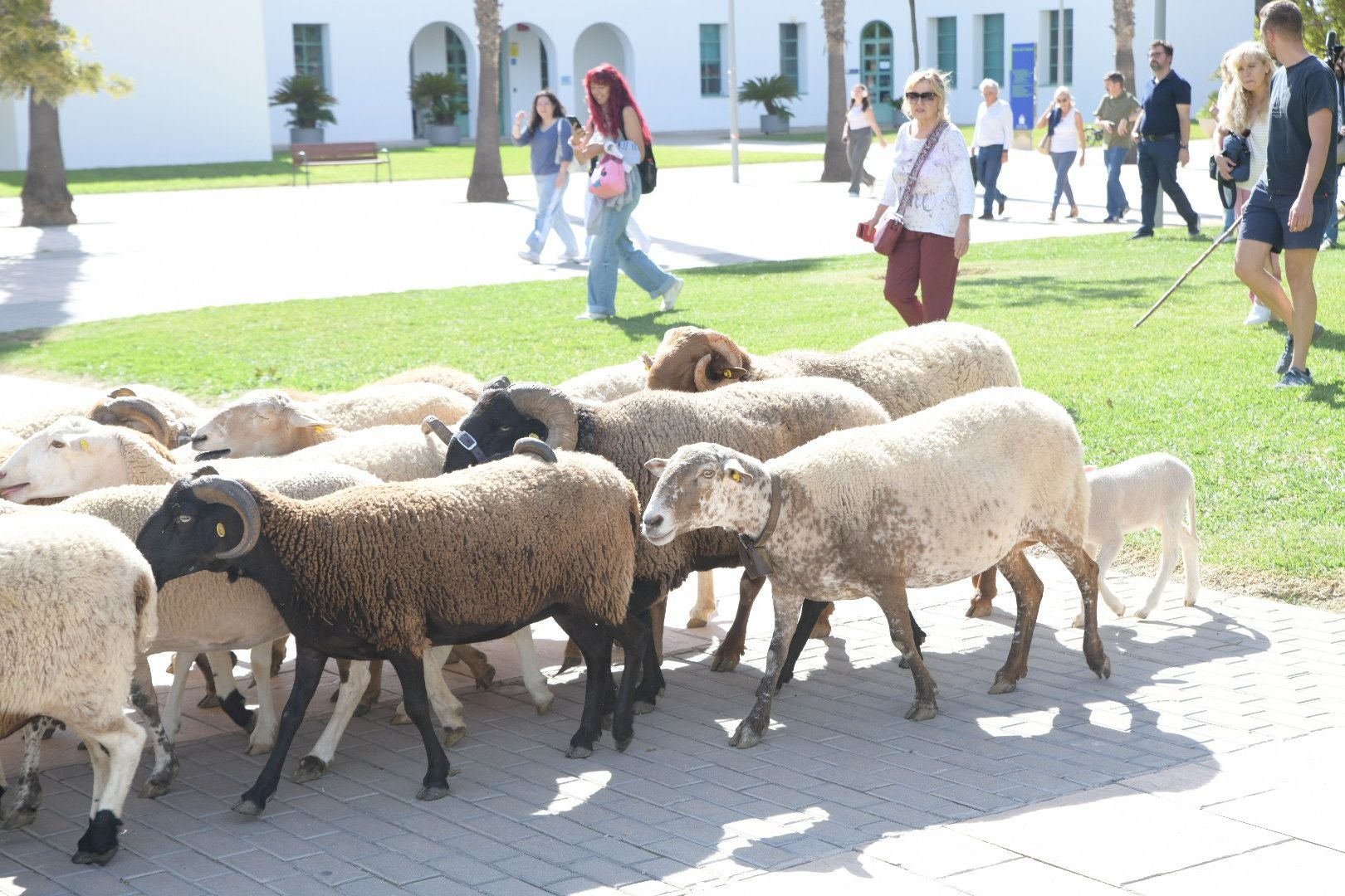 De la Cañada Real al aula magna: las ovejas toman la Universidad de Alicante por la ruta de la trashumancia