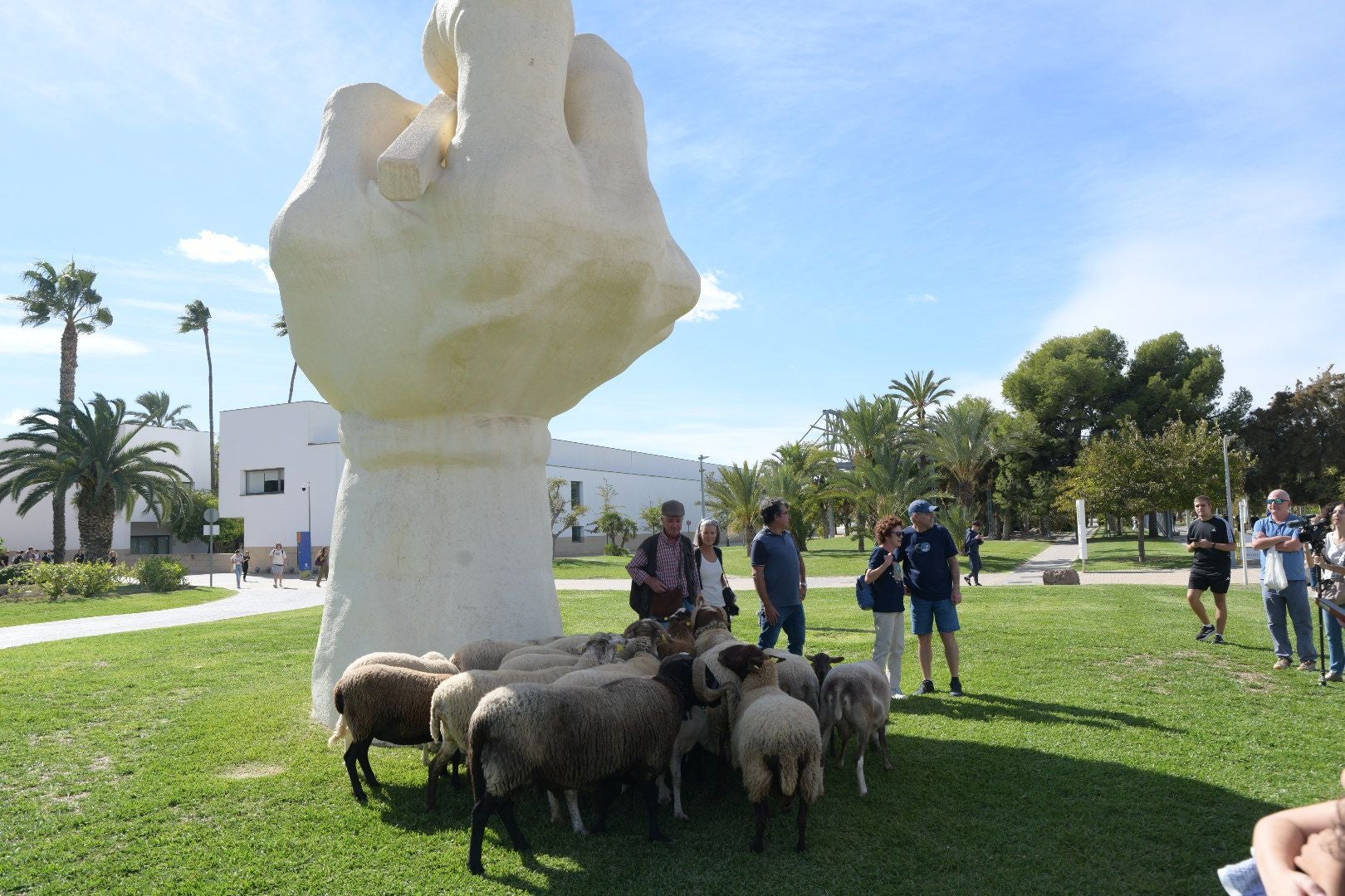 De la Cañada Real al aula magna: las ovejas toman la Universidad de Alicante por la ruta de la trashumancia