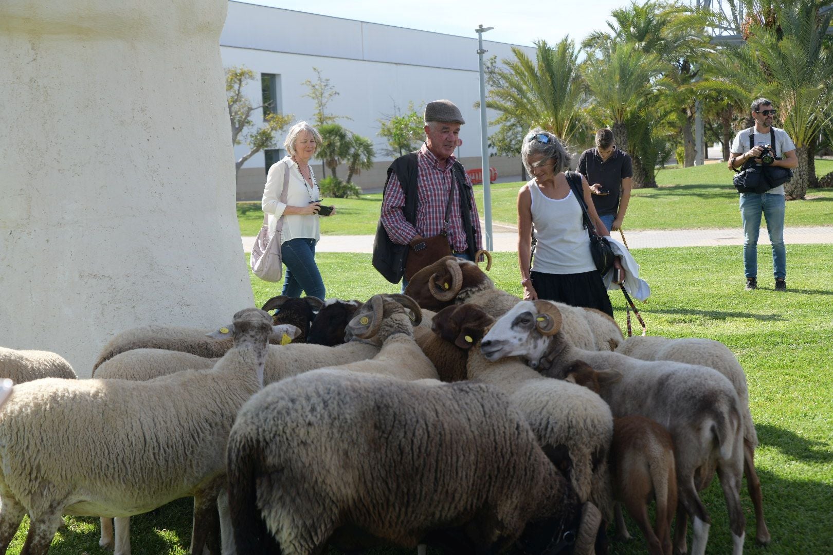 De la Cañada Real al aula magna: las ovejas toman la Universidad de Alicante por la ruta de la trashumancia