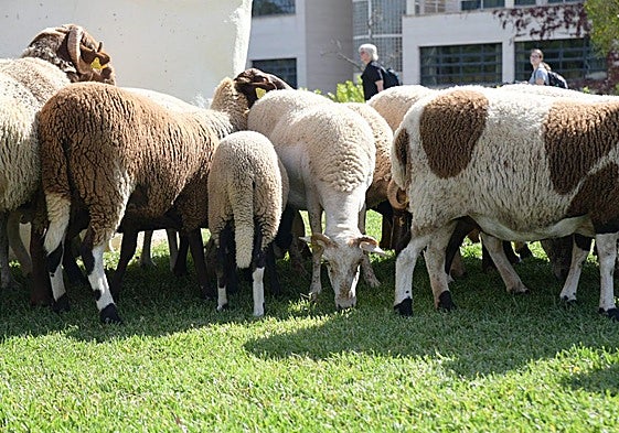 Las ovejas han tomado la Universidad de Alicante este jueves.