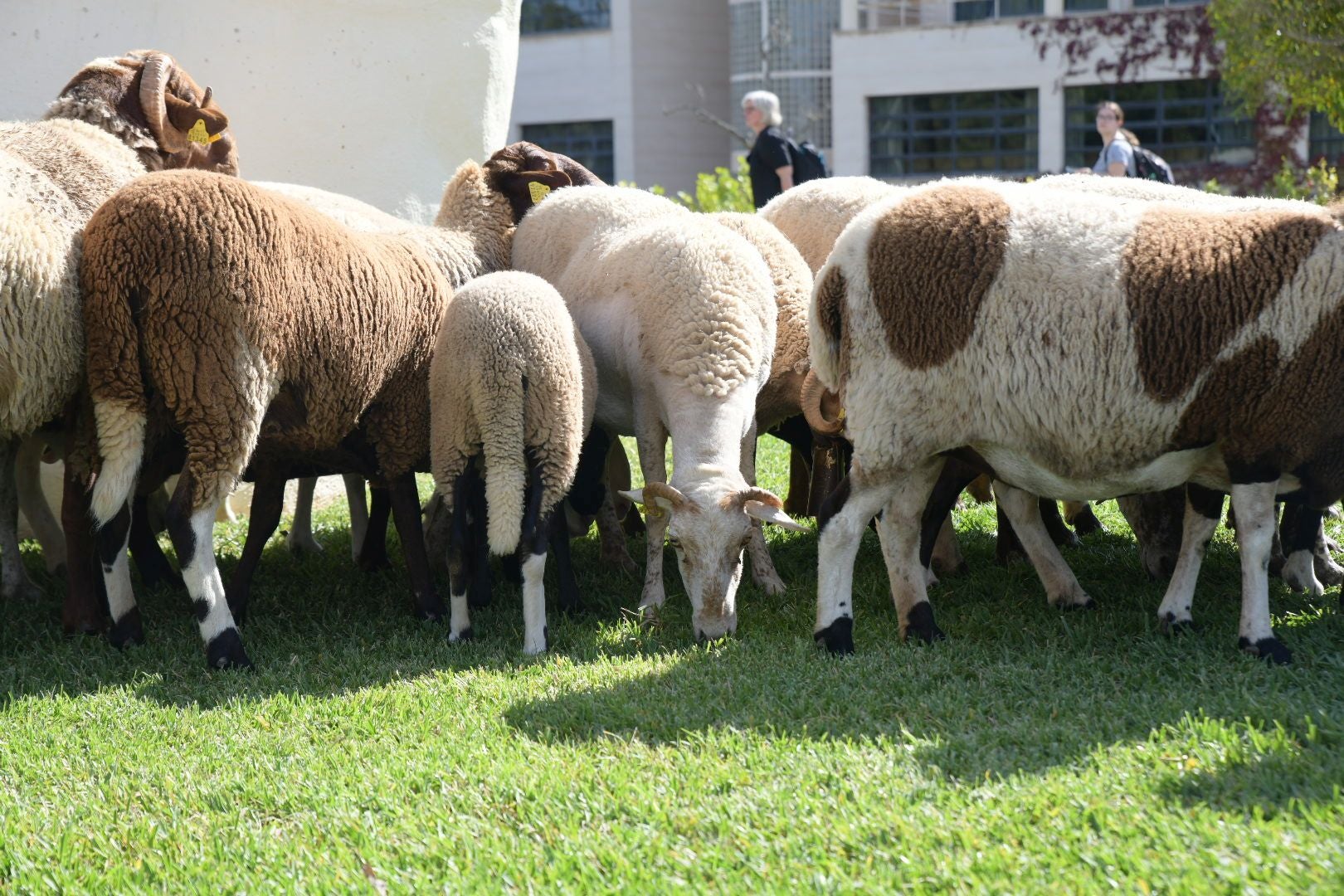 De la Cañada Real al aula magna: las ovejas toman la Universidad de Alicante por la ruta de la trashumancia