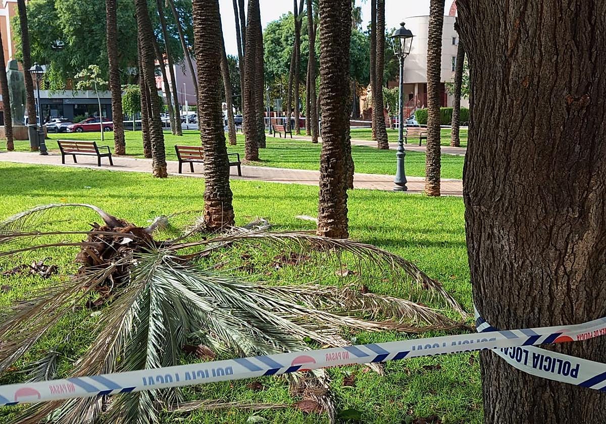 Una de las palmeras caídas por el vendaval.