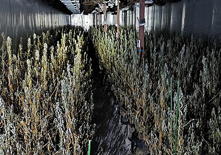 La plantación de marihuana desmantelada en una nave de Aspe.