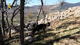 Un perro de la Guardia Civil inspecciona el terreno durante la operación.