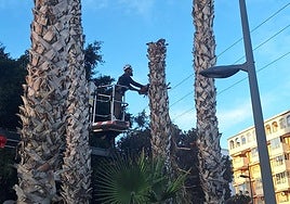 Tala de las palmeras en la avenida Ejércitos Españoles en Calpe.