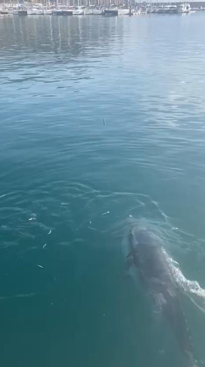 Un atún en el puerto de Xàbia.