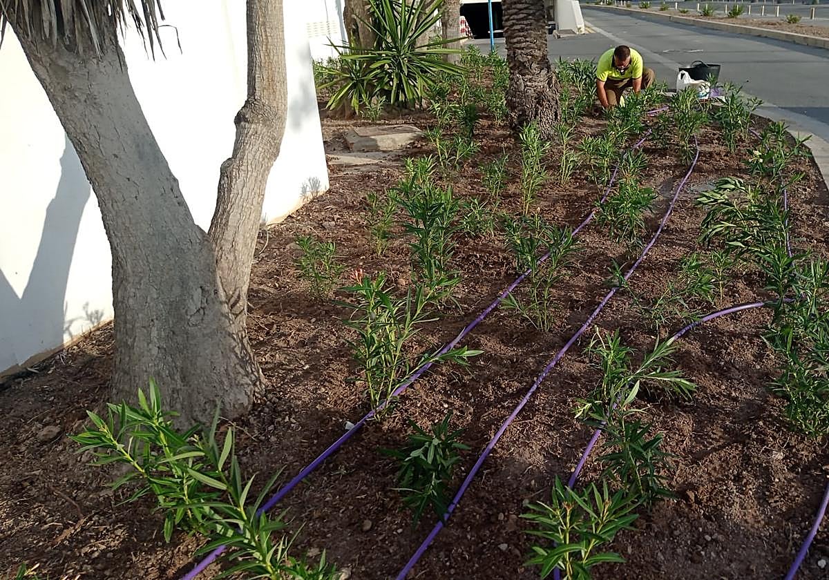 New species planted at the rear of the Paseo del Puerto.