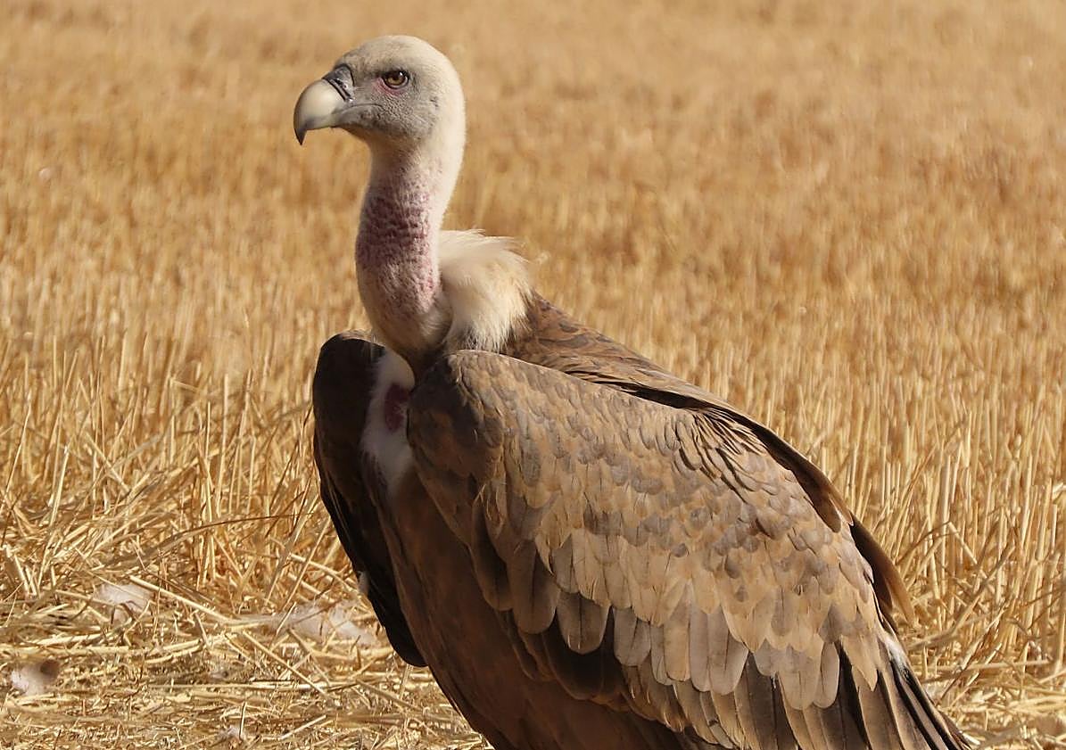 Imagen principal - Diferentes especies de aves presentes en la Península Ibérica.