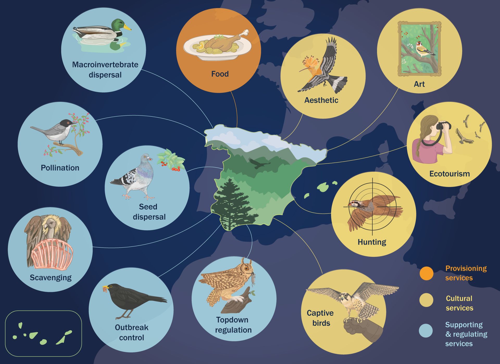 Gráfica con los beneficios que aportan las aves.