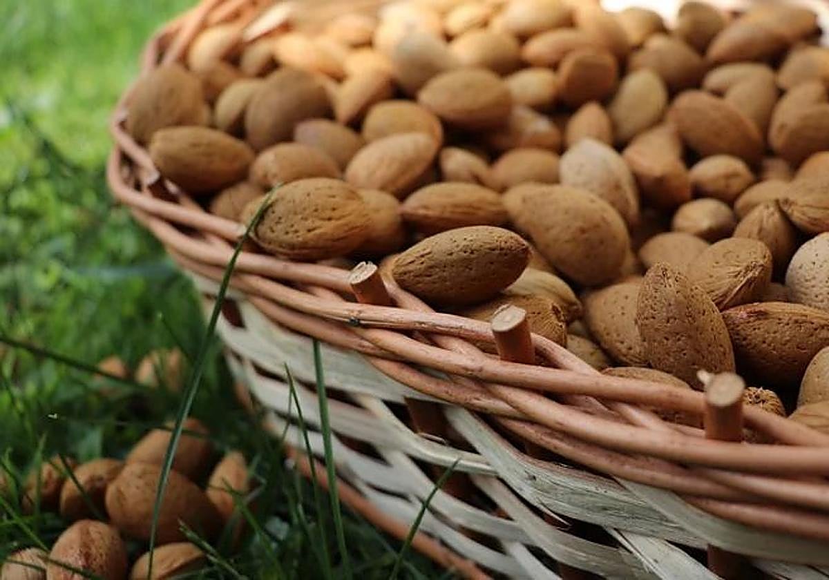 Cesto con almendras recién recogidas.
