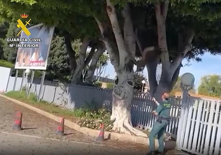 Imagen principal - A griffon vulture over two metres forces an alert near Alicante-Elche airport