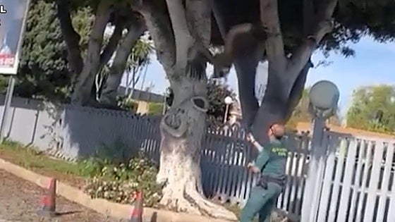 Rescate del buitre junto al aeropuerto.