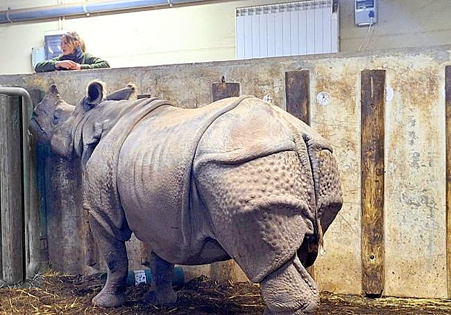Calefacción en el cobijo de los rinocerontes.