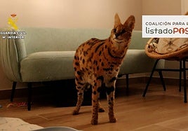 El ejemplar rescatado en una vivienda de la provincia de Alicante.