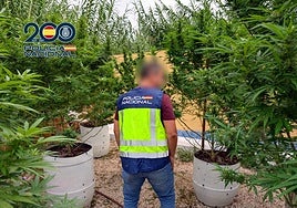 La altura de las plantas superaba la de los muros del patio donde estaban delimitadas.