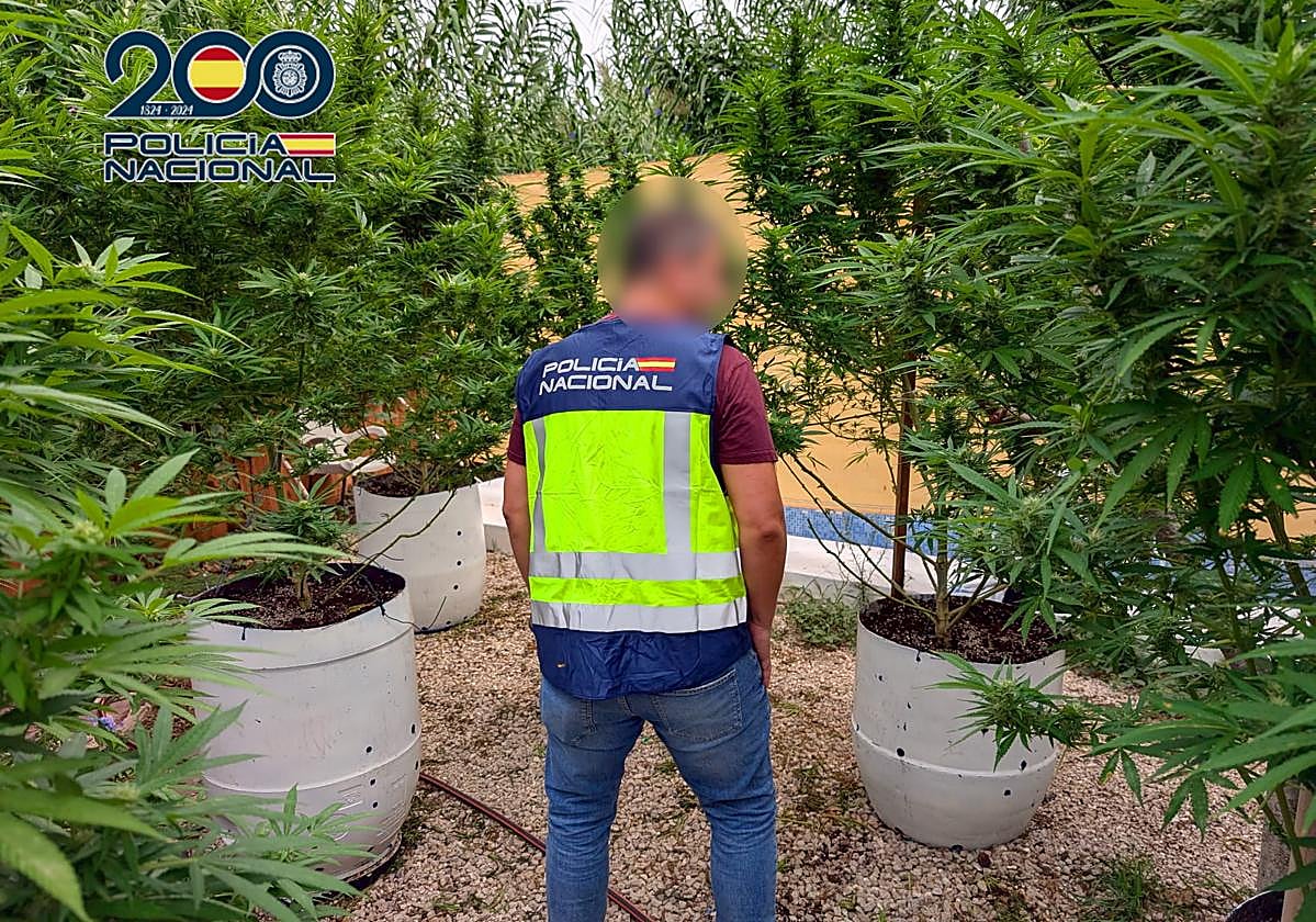 La altura de las plantas superaba la de los muros del patio donde estaban delimitadas.