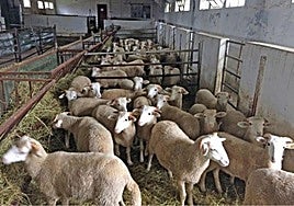 Imagen de archivo de una granja de ovinos.