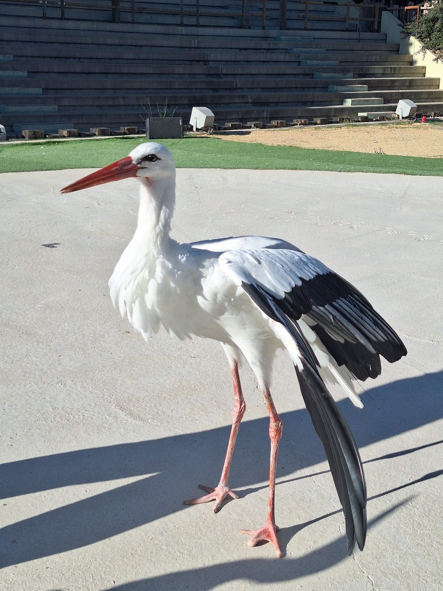 La cigüeña Pim en Terra Natura Benidorm.