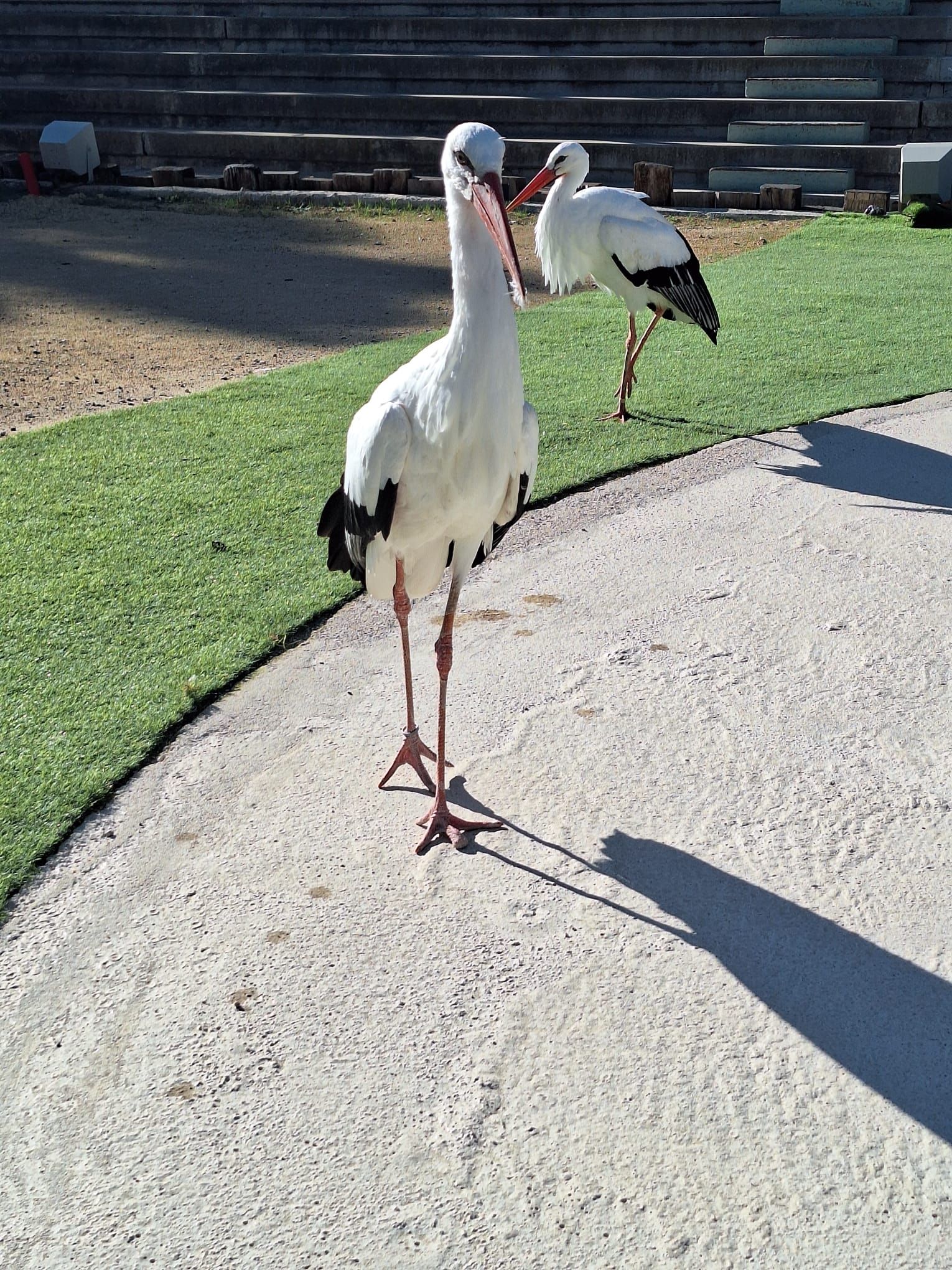 Las cigüeñas Pim y Pam en Terra Natura Benidorm.