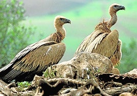 Dos buitres leonados junto a una carroña de ganado.