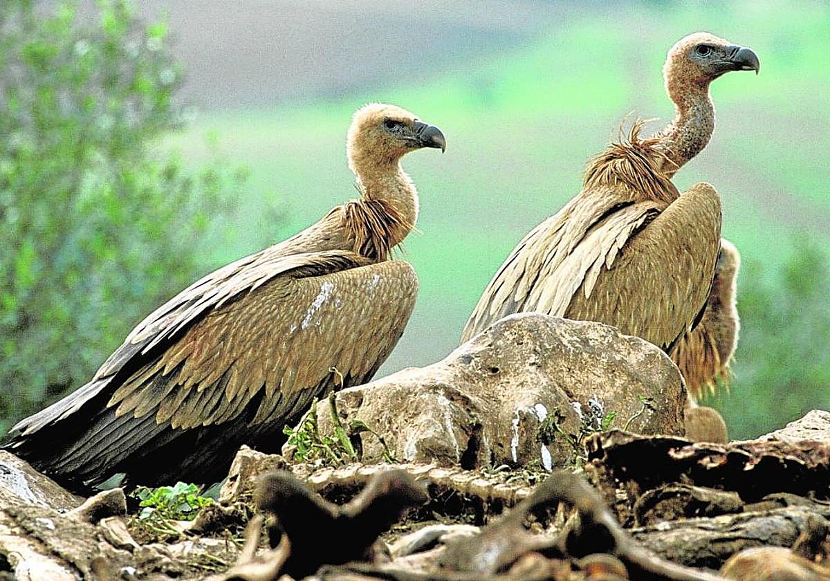 Dos buitres leonados junto a una carroña de ganado.