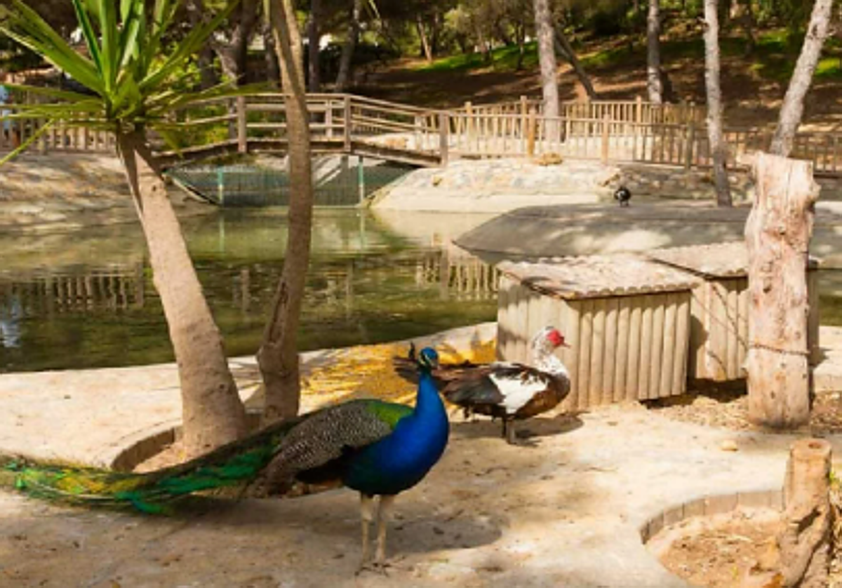 Imagen del parque Reina Sofía de Guardamar del Segura antes del aislamiento de las aves.