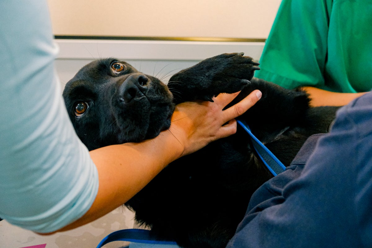La clínica veterinaria que cuida a los perros policía de Alicante, en imágenes