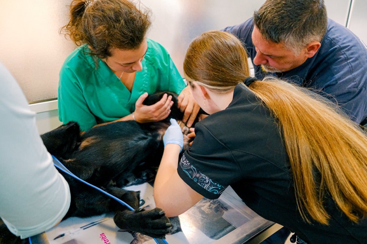 La clínica veterinaria que cuida a los perros policía de Alicante, en imágenes